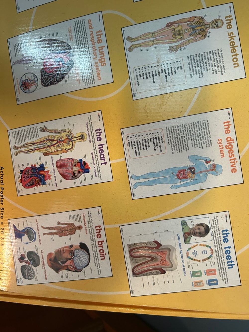 Human Anatomy Posters Set - Yellow - - Picture 2 of 13